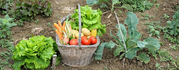 New Report Reveals Home Gardeners’ Huge Influence in Ending Food Waste and Hunger